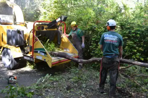 tree services Tangerine